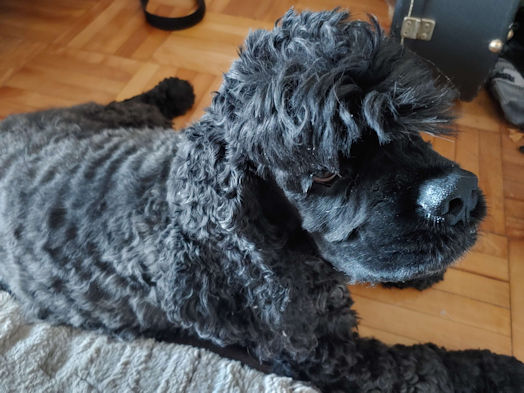Baloo