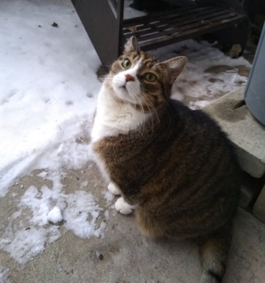Minou