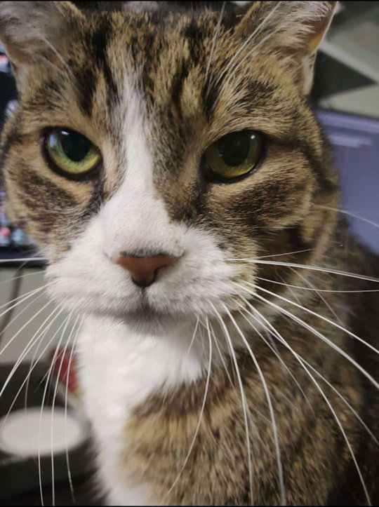 Minou