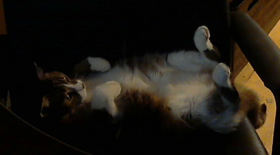 Minou